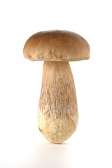 Cogumelo Funghi Porcini