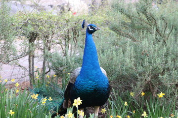 a blue peacock staring still in the field