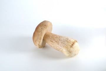 Cogumelo Funghi Porcini