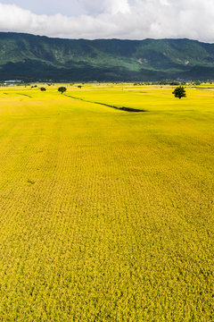 A large area of rice fields with mountains background under the blue sky in Taitung, Taiwan.