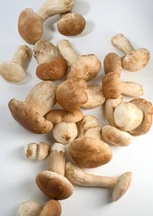 Cogumelos Funghi Porcini