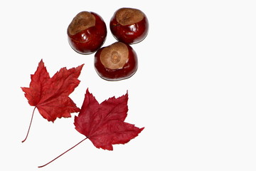 Autumn / Fall theme - two red maple leaves and three chestnuts on the white background with the blank space on the right side.