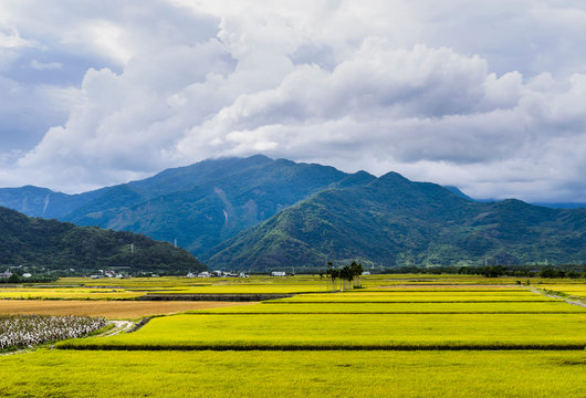 A large area of rice fields with a mountain background under the blue sky in Taitung, Taiwan.