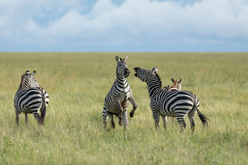 Two zebra fighting in open grassy plains of Serengeti Tanzania