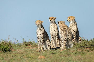Four cheetah brothers sitting together watching alert with blue sky in background in Masai Mara Kenya