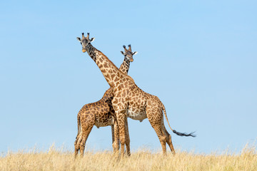 Two male giraffe standing together facing each other with blue sky in background in Masai Mara Kenya