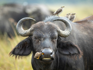 Naklejka premium Cape buffalo head on close up on face with ox pecker on its nose in Masai Mara Kenya