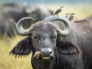 Poster de jardin Buffle Cape buffalo head on close up on face with ox pecker on its nose in Masai Mara Kenya