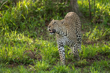Adult leopard walking through green grass looking up the tree in Kruger Park South Africa