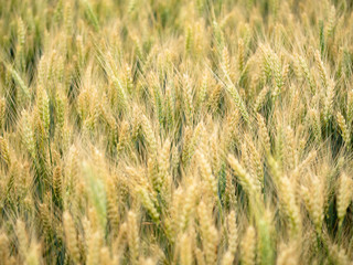 Spikelets of rye in the field. Young ears of wheat. Natural background. Close up view. Soft focus