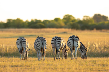 Four zebra's bottoms standing in line grazing in sunset light in Moremi Okavango Delta Botswana