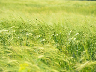 Soft focus to green spikelets of rye in the field. Natural background. Young ears of wheat
