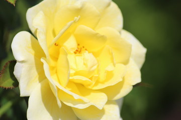 Obraz na płótnie Canvas yellow rose closeup