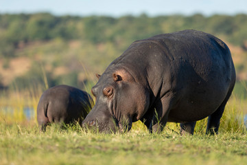Mother and baby hippo grazing on green grass in golden afternoon light in Chobe Botswana