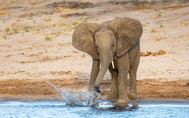 Young elephant standing at the edge of river splashing water in Chobe River Botswana