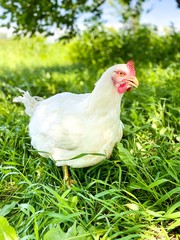 Big white chicken walks on the grass in the garden. Free space. Defocus light background.