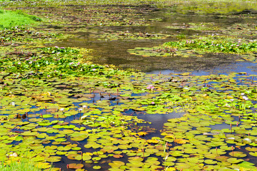 Dongyuan Wetland in Pingtung, Taiwan.