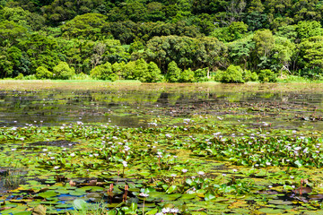 Dongyuan Wetland in Pingtung, Taiwan.