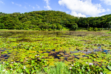 Fototapeta na wymiar Dongyuan Wetland in Pingtung, Taiwan.
