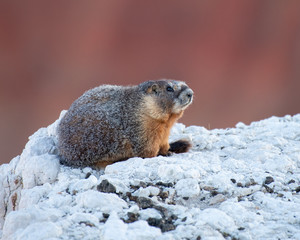 Yellow-bellied Marmot portrait.