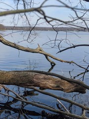 dead tree in the water