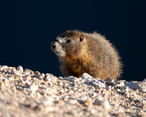 Yellow-bellied Marmot portrait.