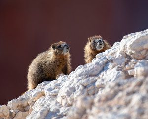 A pair of Yellow-bellied Marmots in southern Utah.
