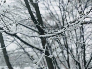 snow covered branches