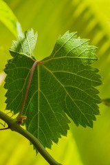 leaves