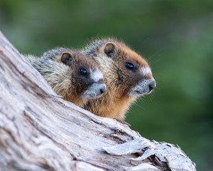 Naklejka na ściany i meble A pair of Yellow-bellied Marmots in southern Utah.