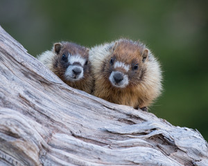 A pair of Yellow-bellied Marmots in southern Utah.