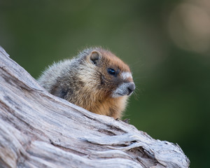 Yellow-bellied Marmot portrait.
