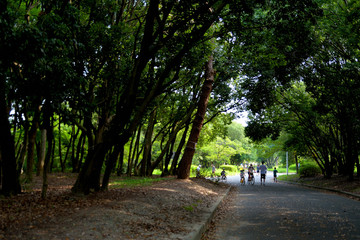 樹木のトンネルがある公園の風景