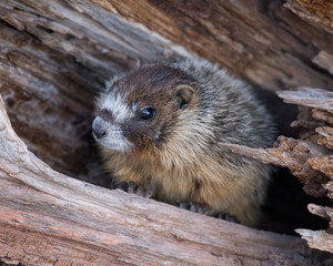 Yellow-bellied Marmot portrait.