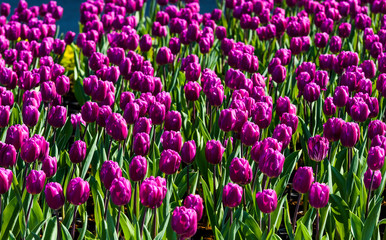 Beautiful tulips growing in the garden.