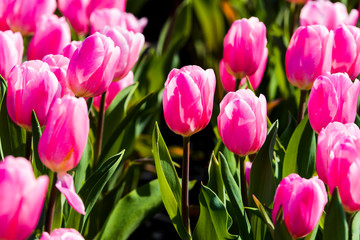 Beautiful tulips growing in the garden.