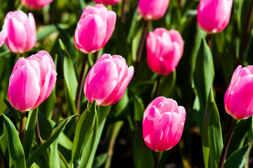 Beautiful tulips growing in the garden.