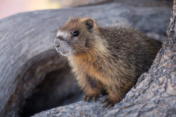 Yellow-bellied Marmot portrait.