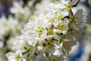 Obraz na płótnie Canvas Close-up white Prunus padus flowers In front of the Blurred background