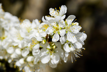 Close-up white Prunus padus flowers In front of the Blurred background