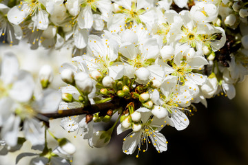 Close-up white Prunus padus flowers In front of the Blurred background