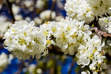 Close-up white Prunus padus flowers In front of the Blurred background