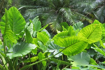 Alocasia plant in Florida zoological garden, closeup