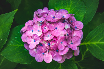 Obraz premium 紫陽花