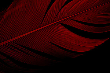 Abstract, Close-up red bird feather texture line on dark or black background