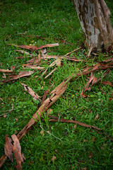 樹皮が剥がれ落ちた幹