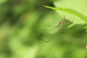 long leg spider is hanging in the leaf at local village