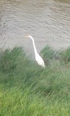 snowy egret in flight