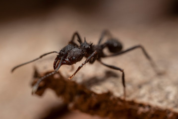 ant on a wood macro