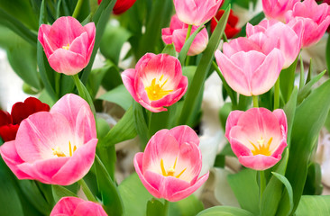 Fototapeta premium Tulip flower with green leaf background in tulip field.